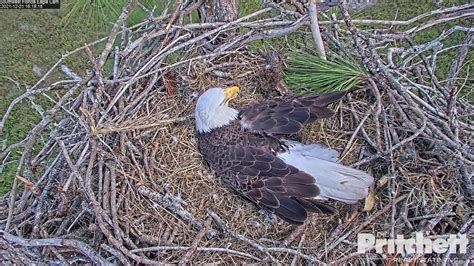 southwest florida eagle cam.